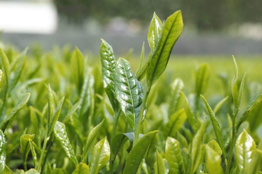 艶がある茶葉