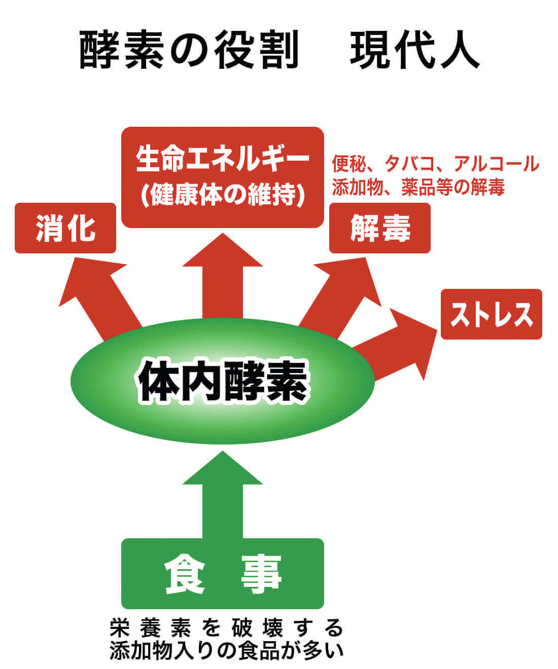 酵素の役割