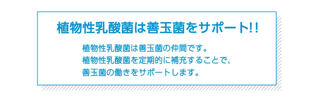 美と健康を追求するためには、善玉菌である乳酸菌が優位になるように努める必要があります。