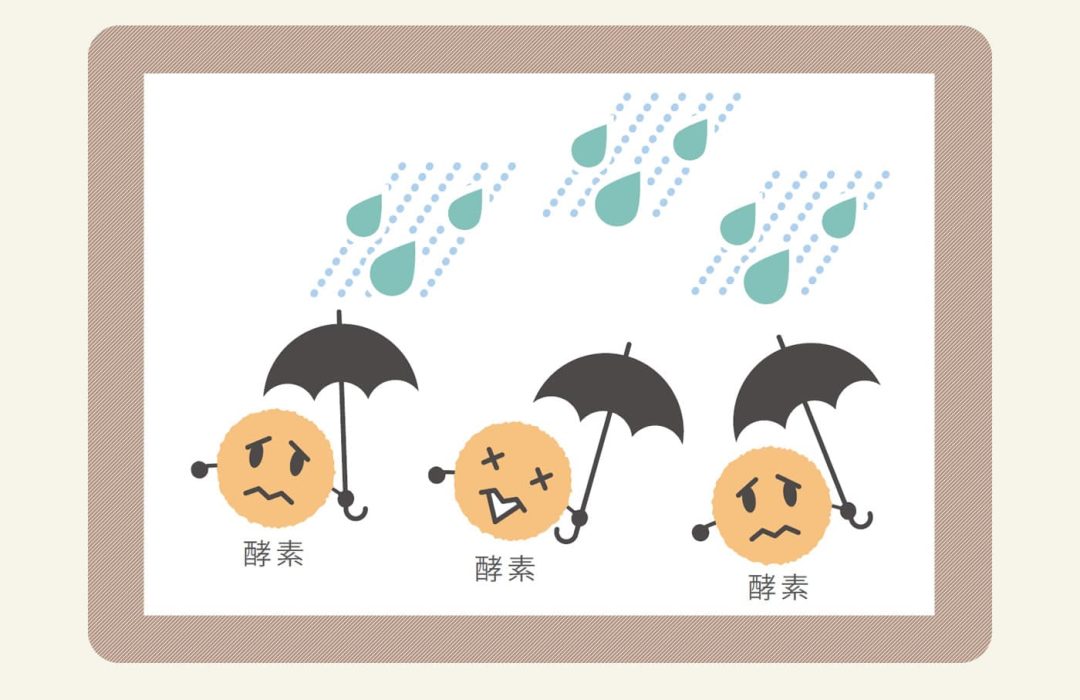 酵素はタンパク質性の物質のため、水に入れて72時間経過すると、失活してしまいます。