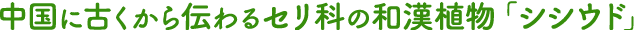 中国に古くから伝わtるセリ科の和漢植物「シシウド」